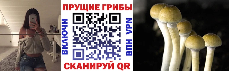 Псилоцибиновые грибы Cubensis  Городовиковск 